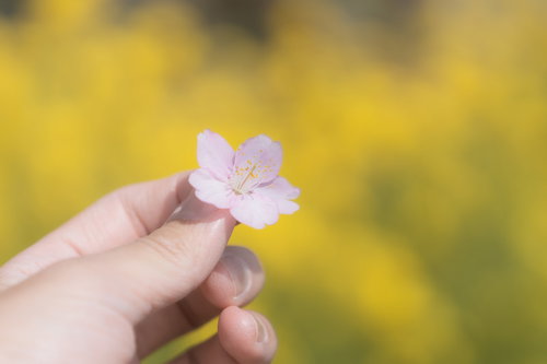 手に摘んだ桜と菜の花畑の春の風景