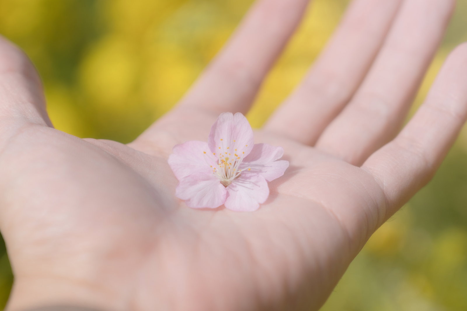 手のひらの上に優しく乗せられたピンク色の桜の花びら