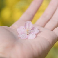 掌に乗せた桜の花びら - 春の優しい光の輝きの写真