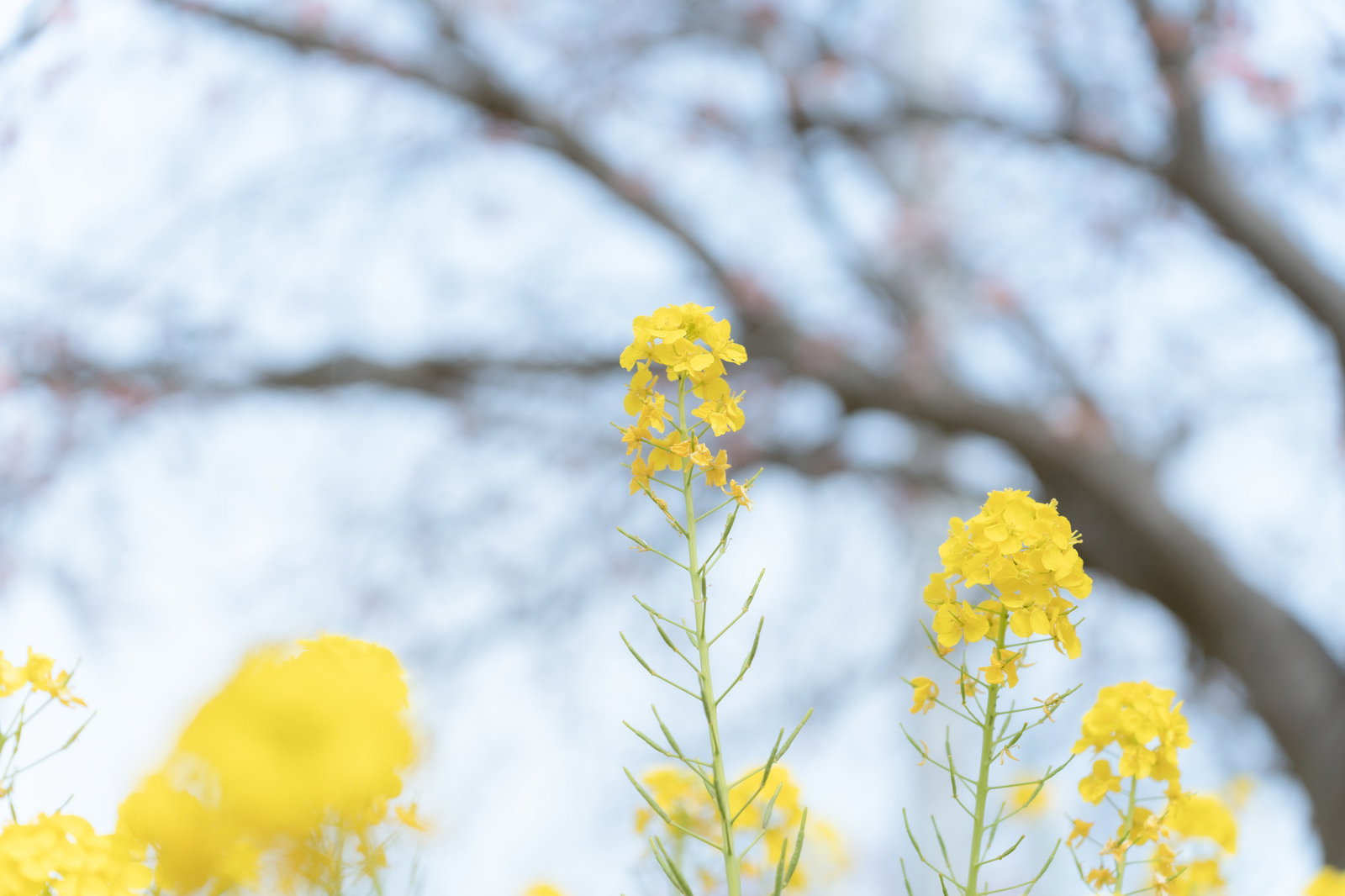 青空を背景に黄色い菜の花が数本咲いている春の風景