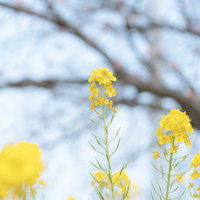 青空を背景に咲く、成長の早い数本の菜の花の写真