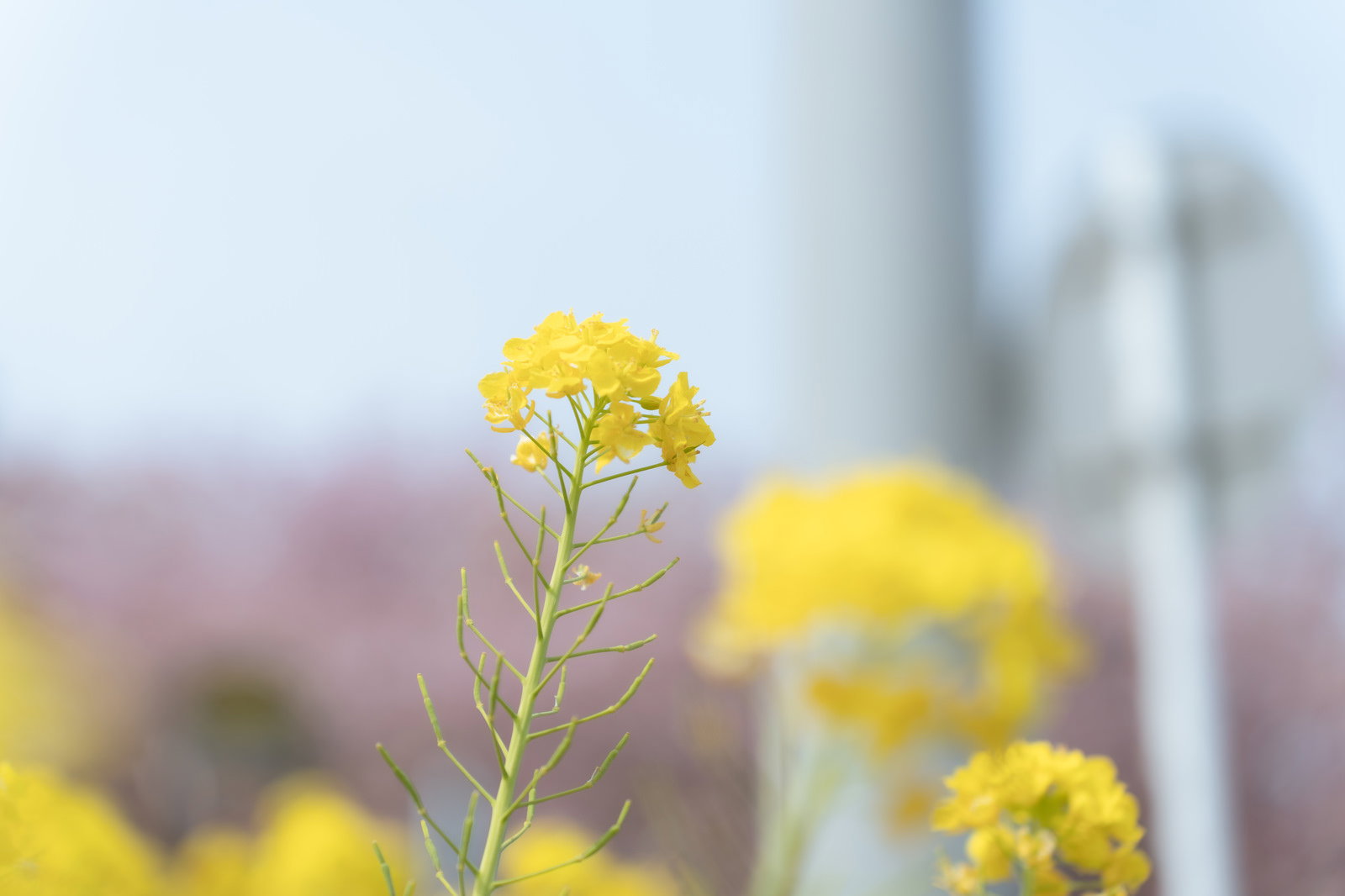 手前に一本だけ背の高い菜の花、背景に菜の花畑がぼけて写る
