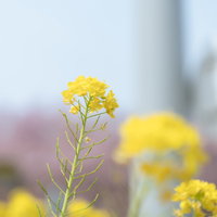 一本だけ背の高い菜の花が手前で黄色く咲くの写真