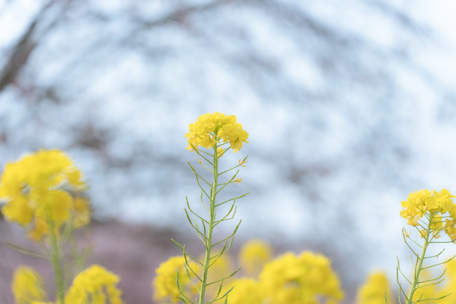 柔らかい光に包まれた黄色い菜の花の群生