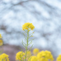 柔らかい光に包まれた菜の花の群生と春の風景の写真