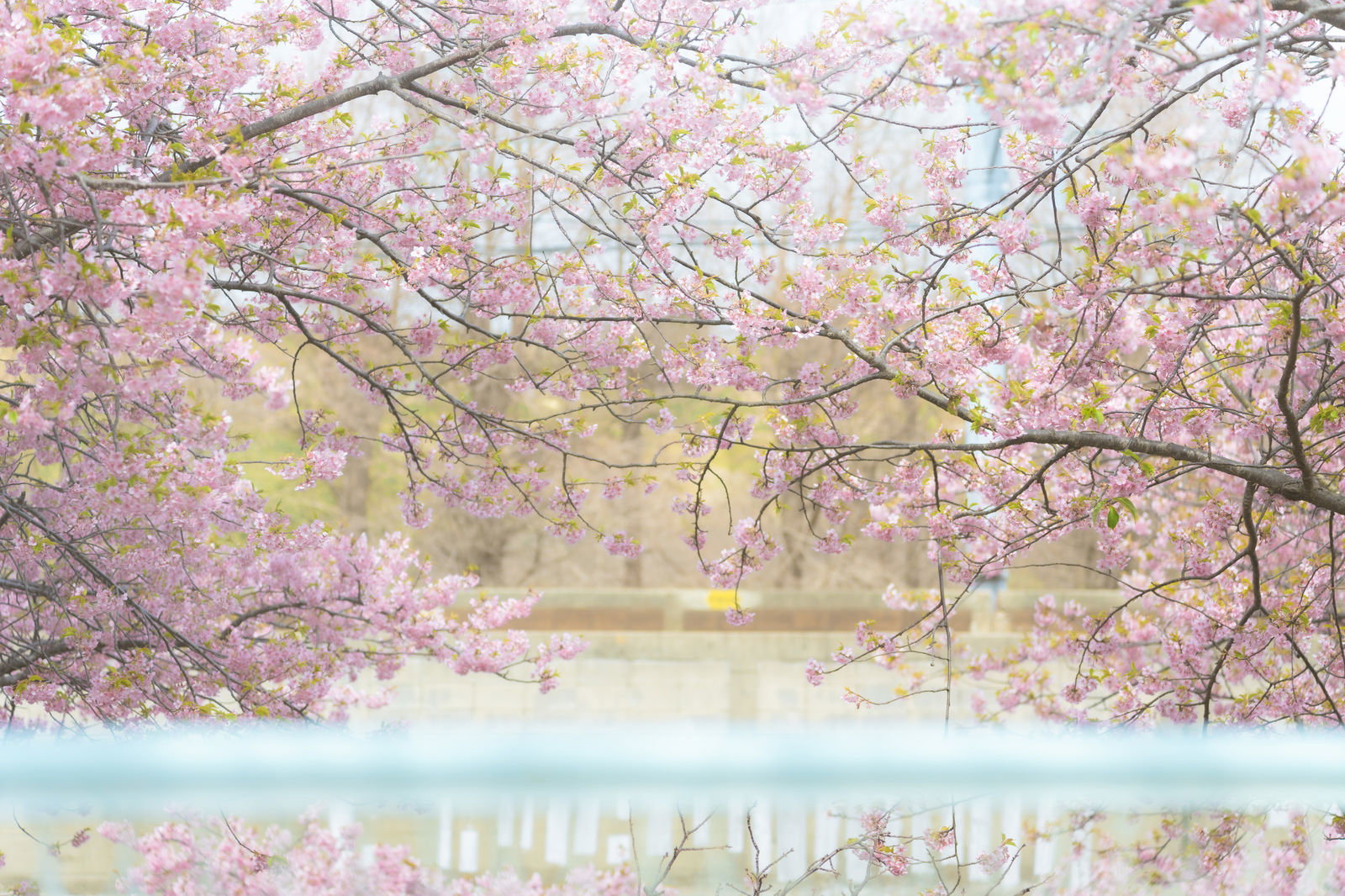 川沿いで満開に咲く桜と若葉