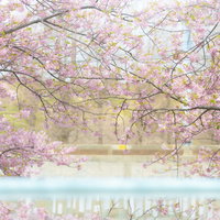 満開の桜と水面に映える葉の写真