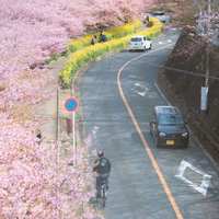三浦海岸桜まつりの満開の河津桜と菜の花が咲く春の風景の写真