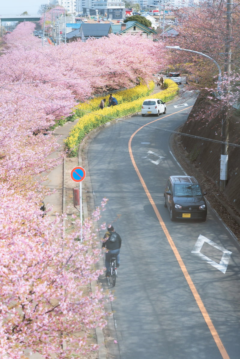 三浦海岸桜まつりで満開に咲く桜並木と菜の花の春の風景