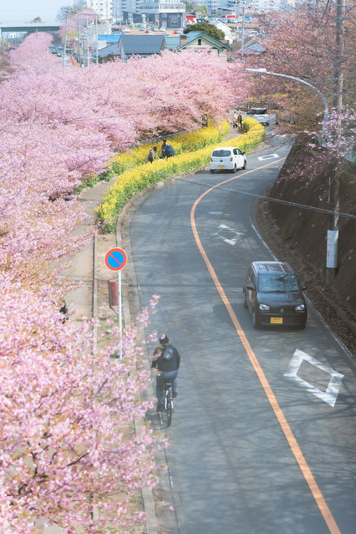 三浦海岸桜まつりの満開の河津桜と菜の花が咲く春の風景