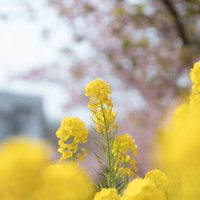 春の菜の花畑で頭を垂れる菜の花の写真