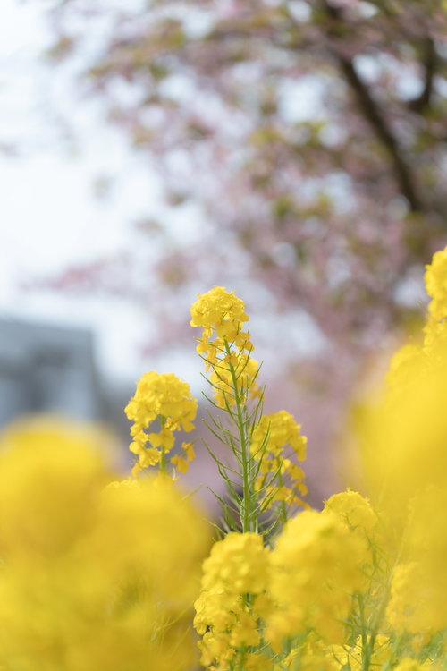 春の菜の花畑で頭を垂れる菜の花