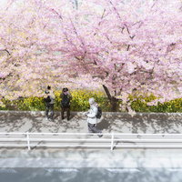 三浦海岸の満開の河津桜を花見する人と菜の花の写真