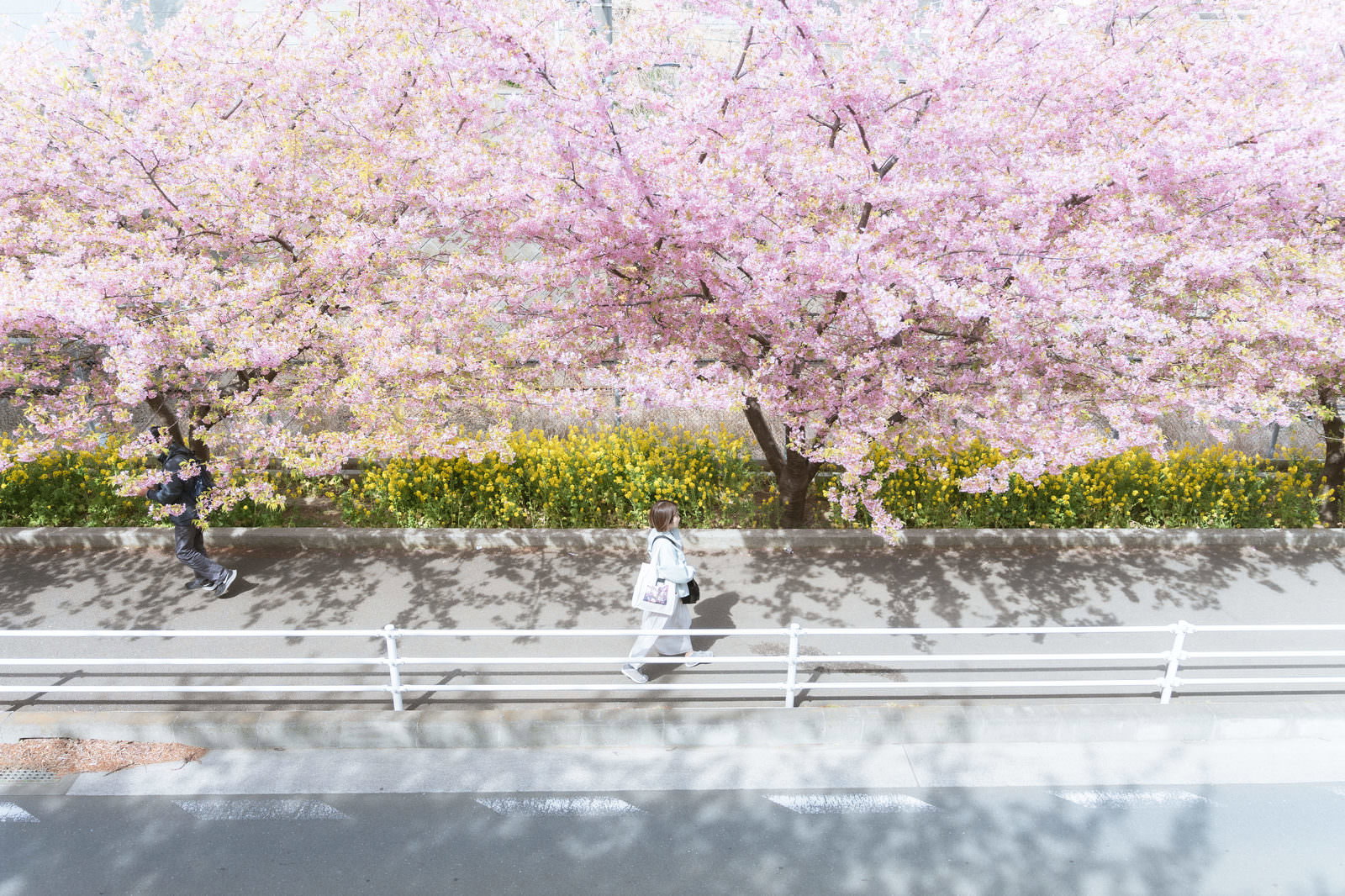 満開の桜並木の下の歩道を散歩する女性