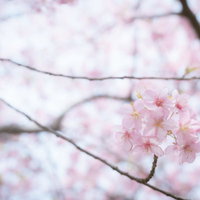 枝先にまとまって咲く満開の桜の写真