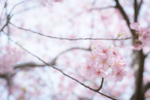 枝先にまとまって咲く満開の桜