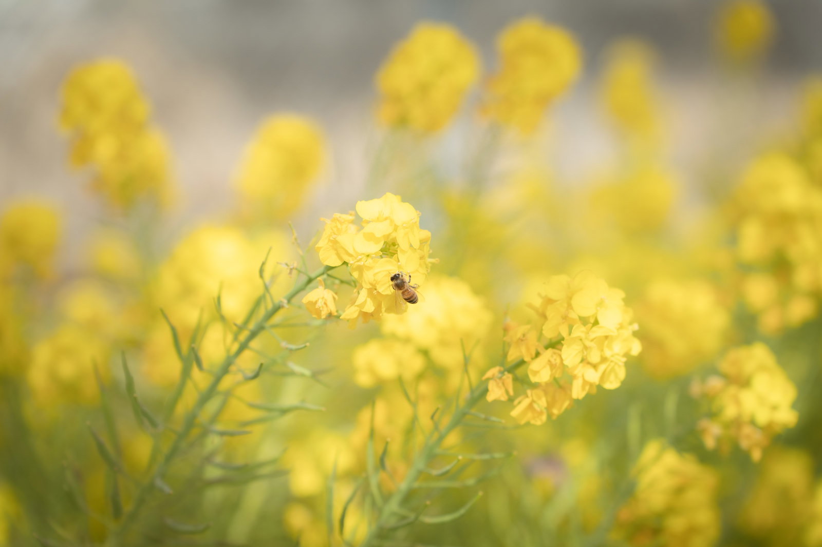 黄色い菜の花畑でミツバチが花の蜜を集めている春の風景