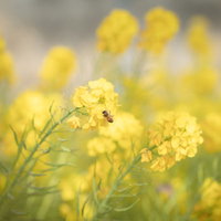 春の菜の花畑に止まるミツバチの写真