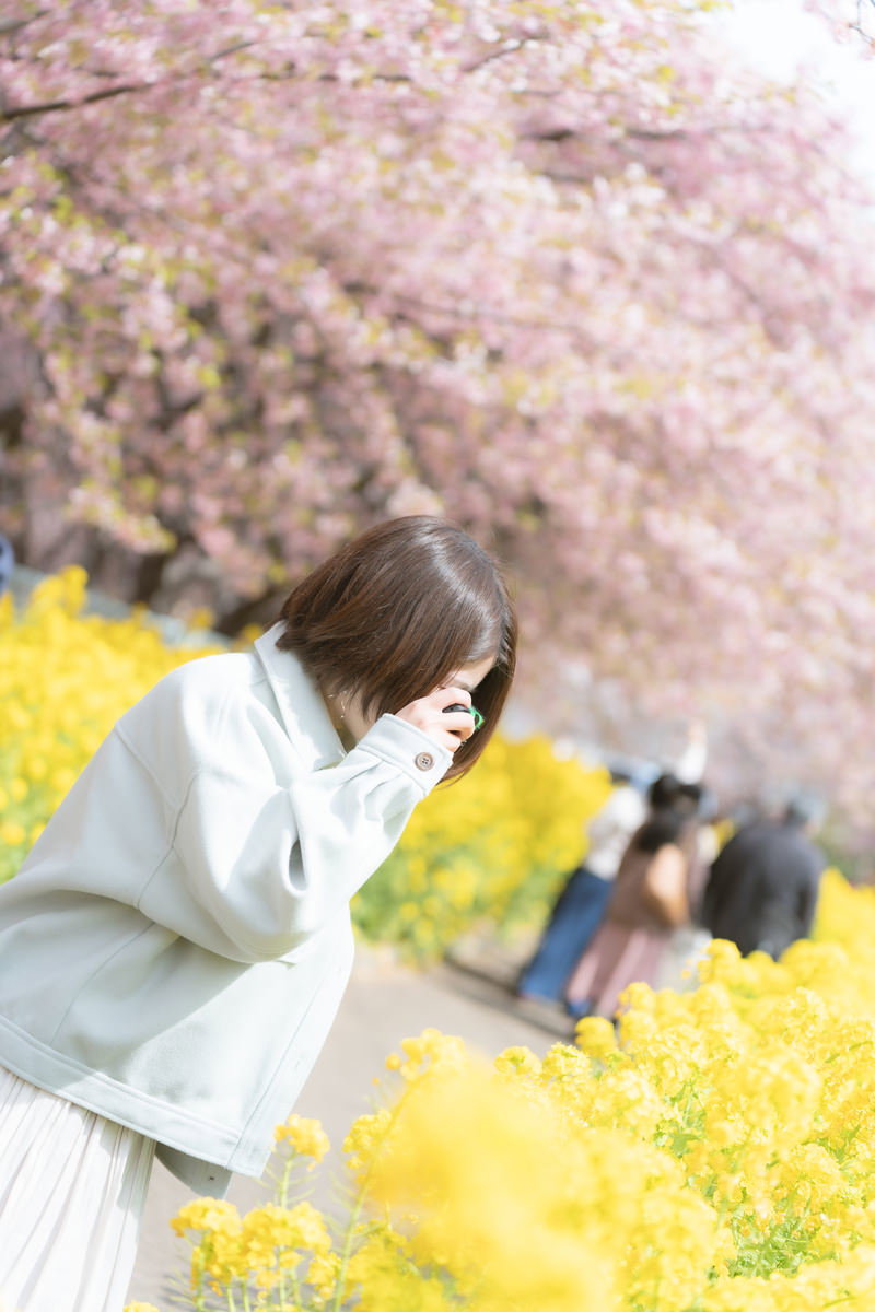 満開の桜と菜の花畑でカメラを構えて撮影する女性