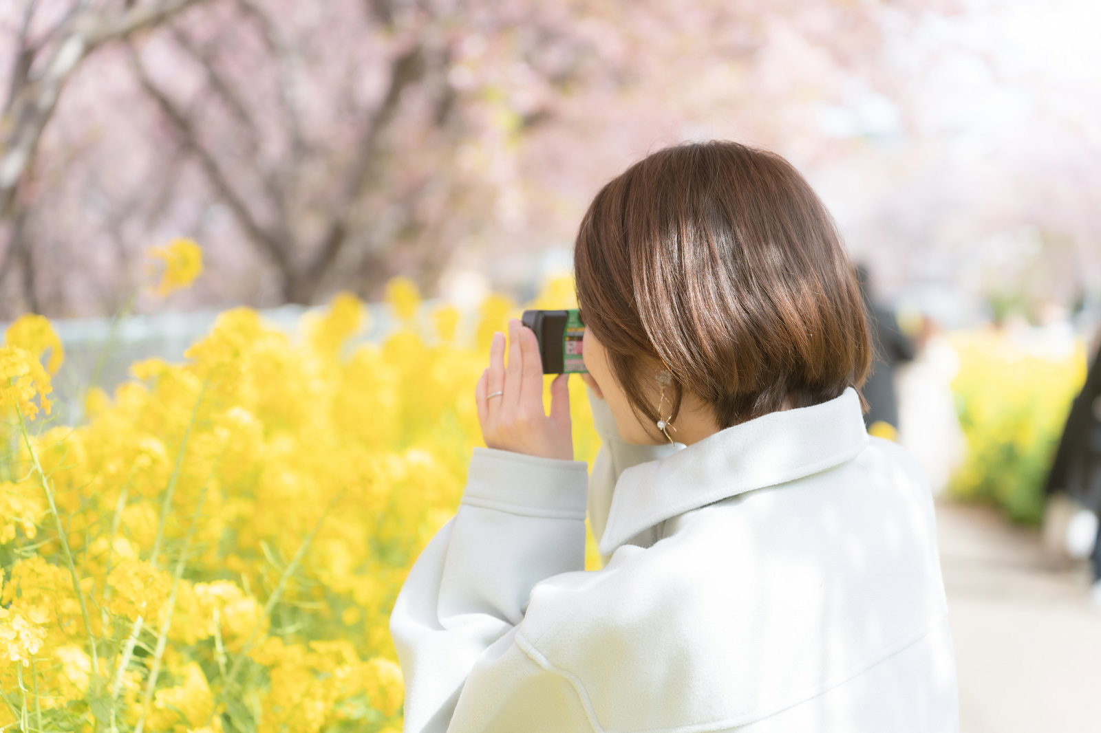 三浦海岸桜まつりで満開の桜と菜の花を撮影している女性
