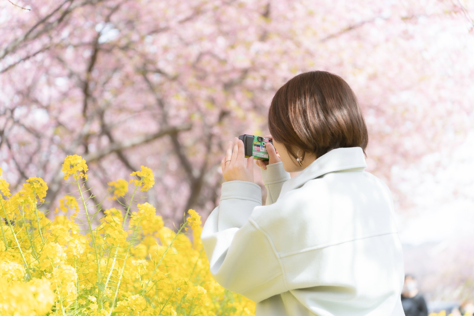 白い服を着た女性が桜と菜の花の中でカメラを構えて撮影している様子