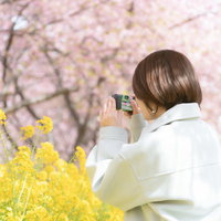 菜の花と桜を撮影中のカメラ女子が春の風景をカメラで撮影の写真