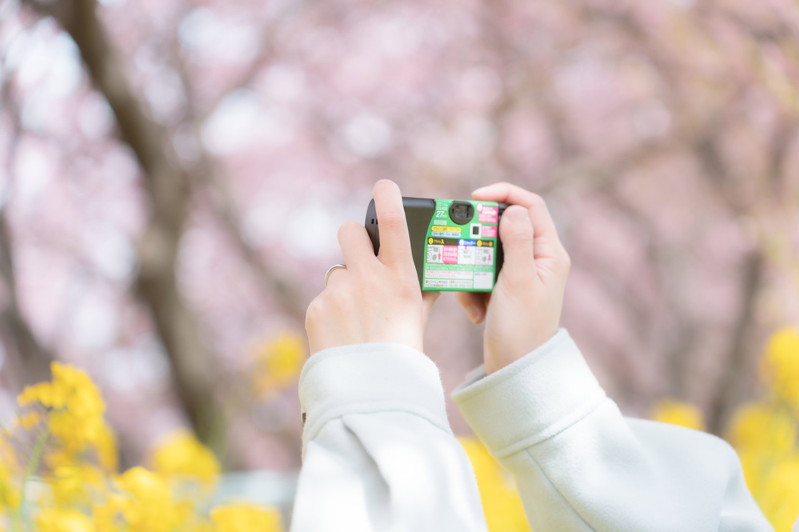 白い手袋をした手が写ルンですを持ち、桜と菜の花が咲く春の景色を撮影している様子
