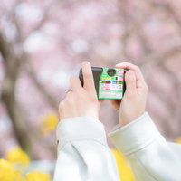 三浦海岸で写ルンですを持って桜と菜の花を撮影の写真