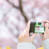 使い捨てカメラで満開の桜並木を撮影する様子の写真