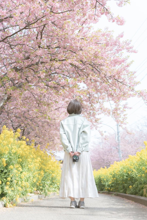 河津桜並木と菜の花の中を歩む白いコートの女性の後姿