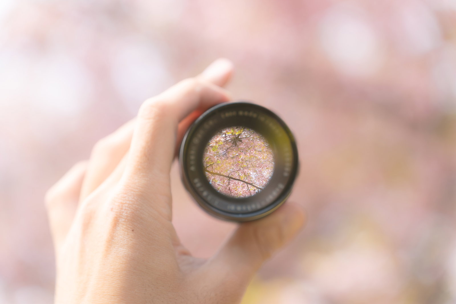 手に持ったレンズ越しに映る満開の桜の花