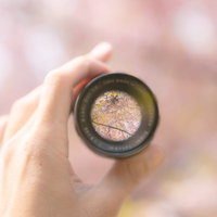 レンズ越しに映る満開の桜の風景の写真