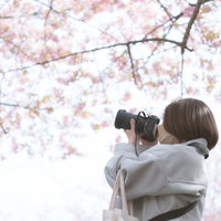 満開の桜並木でデジタルカメラを構える女性フォトグラファーの写真