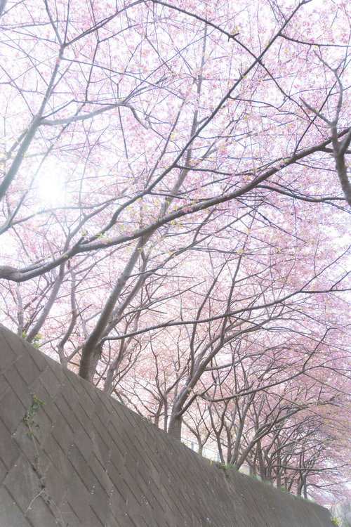 擁壁の上の桜並木を下から見上げた春景・満開の淡紅色の花