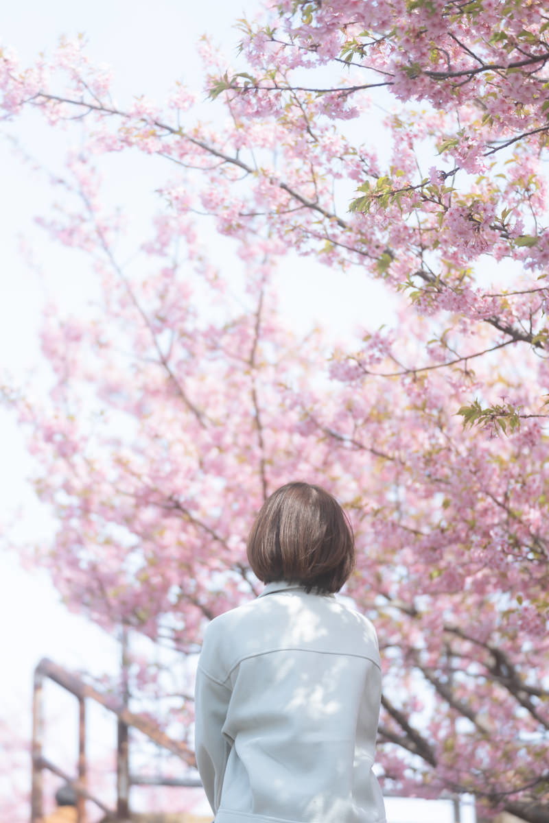 満開の桜の下に立つ女性の後ろ姿