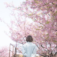 満開の桜並木で空を見上げるお花見中の女性の後ろ姿の写真