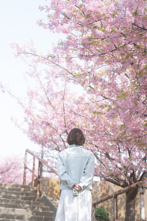満開の桜並木で空を見上げるお花見中の女性の後ろ姿