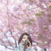 満開の桜の下でカメラを構えるカメラ女子が春の景色を撮影の写真