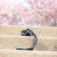 階段に置き忘れた一眼レフカメラと満開の桜の写真