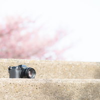 春の石階段に置かれた一眼レフカメラと桜の被写体の写真