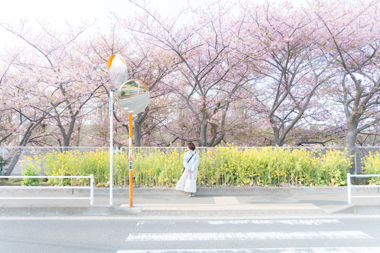 満開の菜の花を背景に道路脇でタクシーを待つ女性