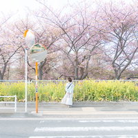 菜の花の前で横断歩道脇でタクシー待ちする女性の写真