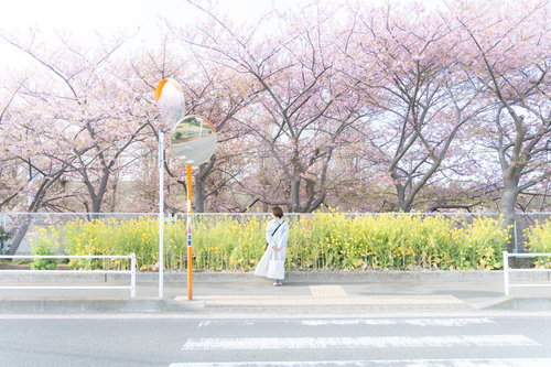 菜の花の前で横断歩道脇でタクシー待ちする女性