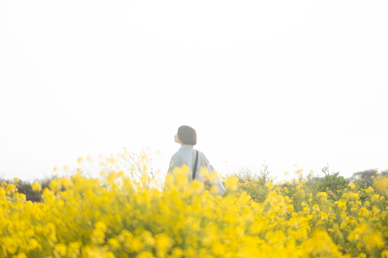 一面の黄色い菜の花畑の中に立つ女性のシルエット