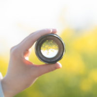 レンズ越しに見える春の菜の花の黄色い花畑の写真