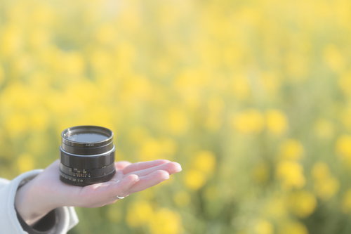 手の平に乗せた交換レンズと春の菜の花