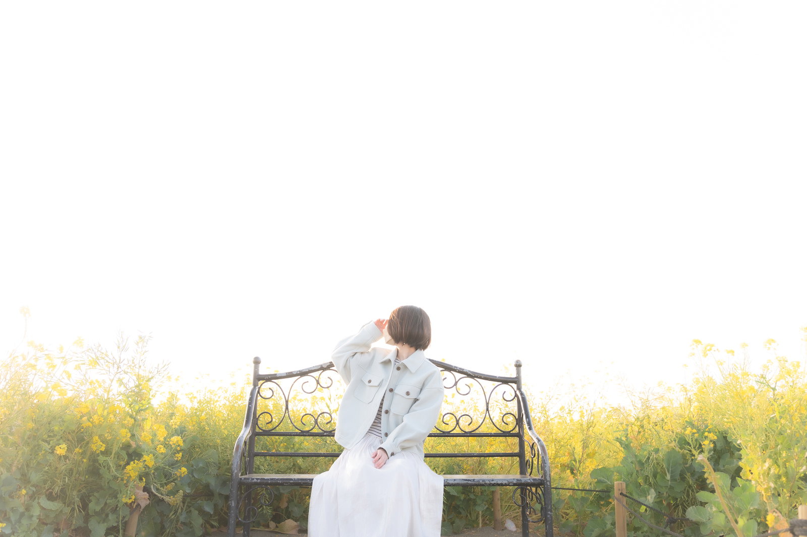 菜の花畑の中のベンチに座る女性の後ろ姿