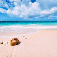 宮古島の砂浜に転がるヤシの実と宮古ブルーの海の写真