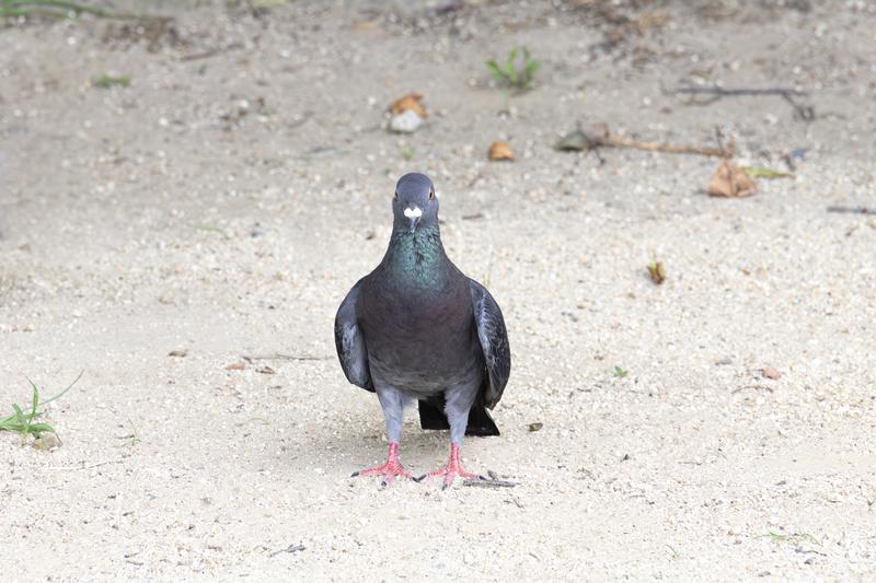 近寄っても逃げない複数の鳩が集まる舗装道路の写真素材 - フリー素材