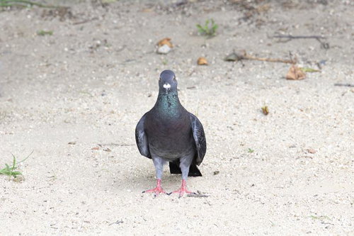 あっ、すみません。干支まだあいてますか？